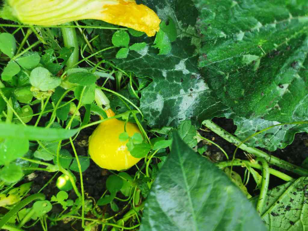 Eko semena zimska buča »Hokkaido orange«