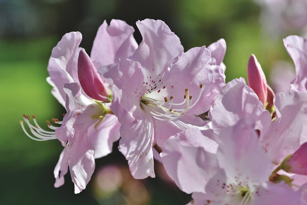 Rhododendron dünger
