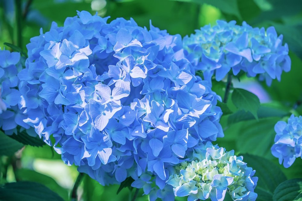Hortensie Blau