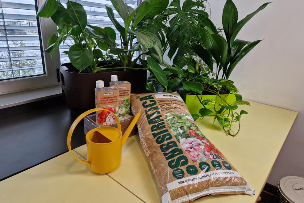 Erde für Zimmerpflanzen