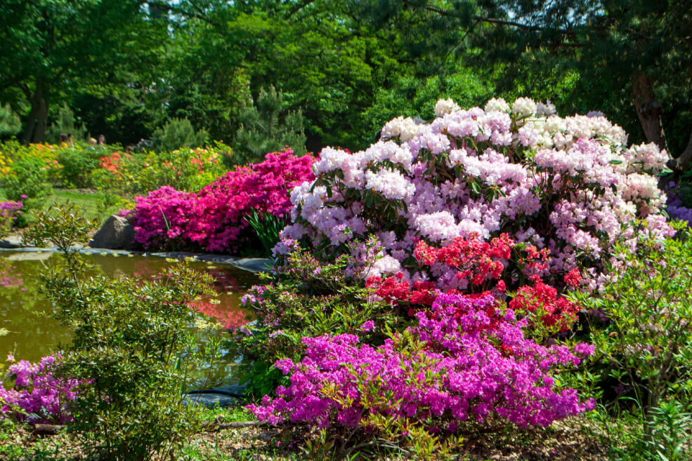 Rhododendron mykorrhiza acid