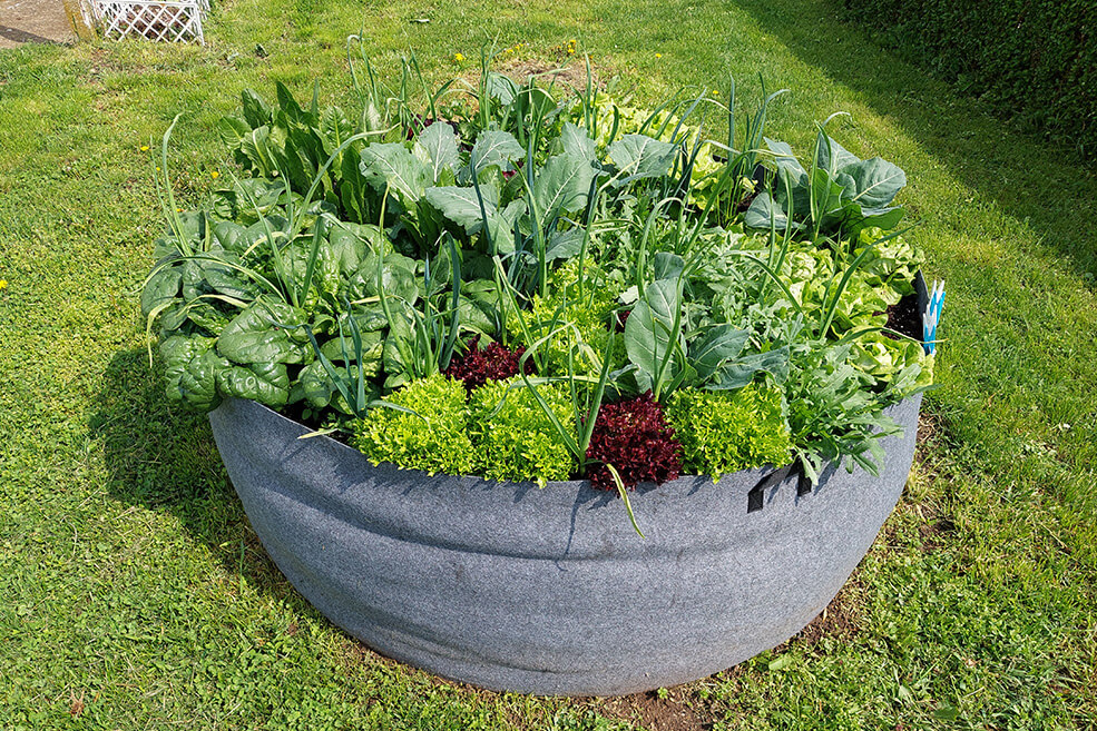 PlantIN Hochbeet Gemüse Anbau