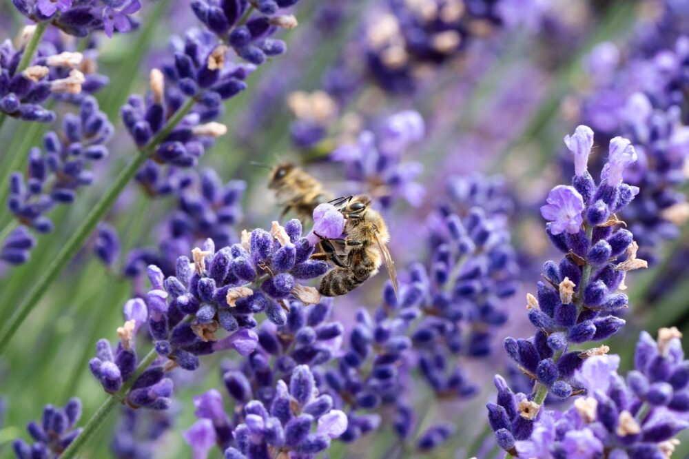 Bienenfreundliche Pflanzen für jeden Garten