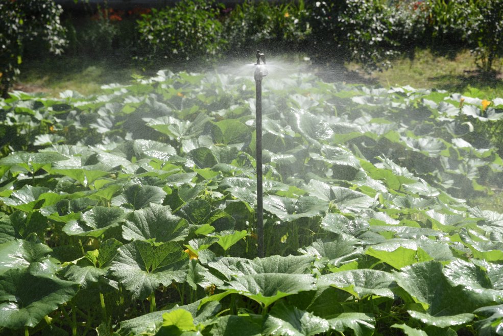 Gurken im Garten