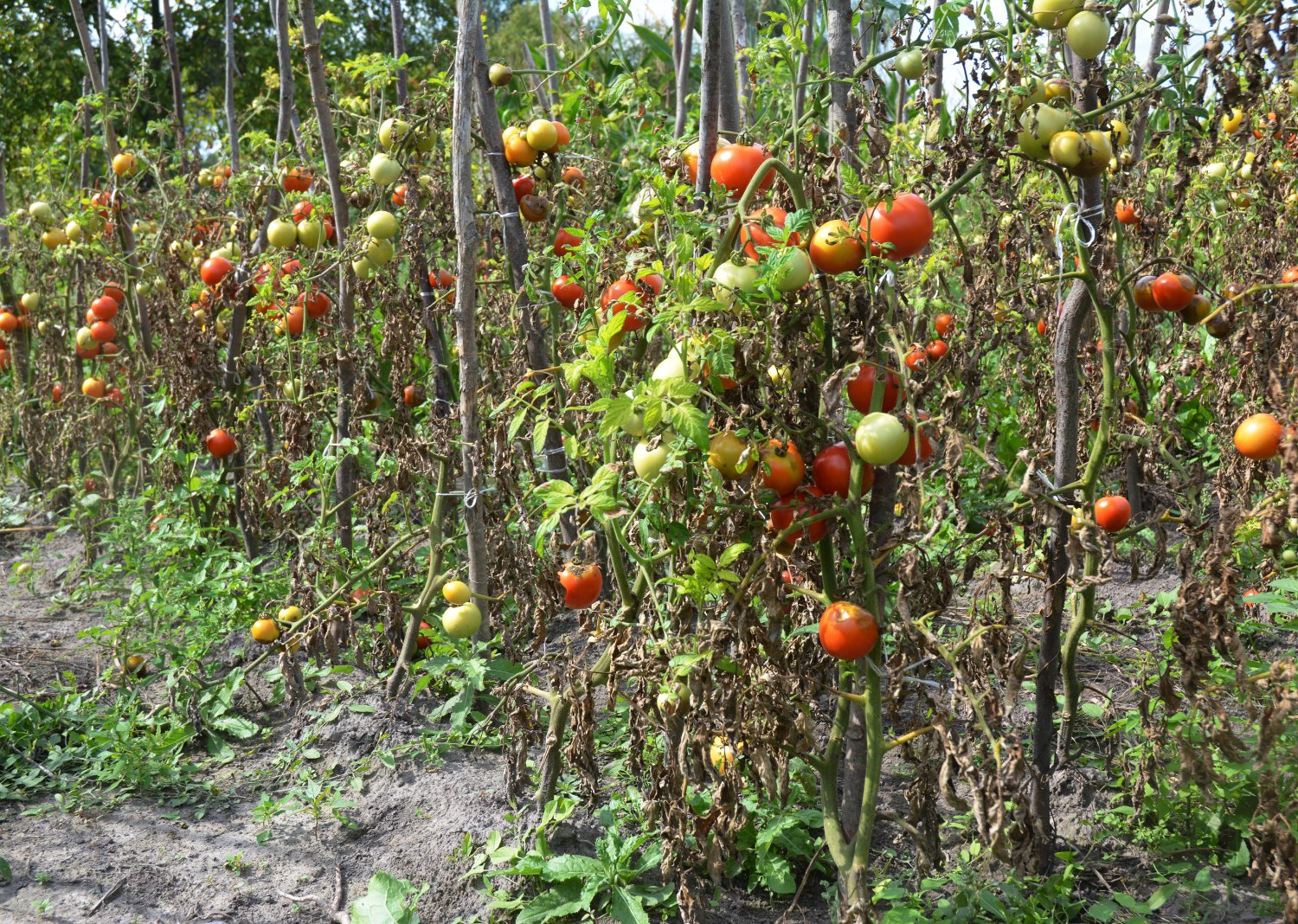 Tomatenfäule erkennen und bekämpfen
