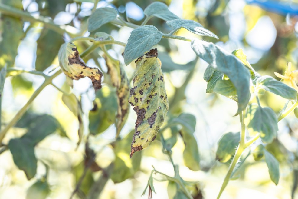 Symptome Tomatenfäule