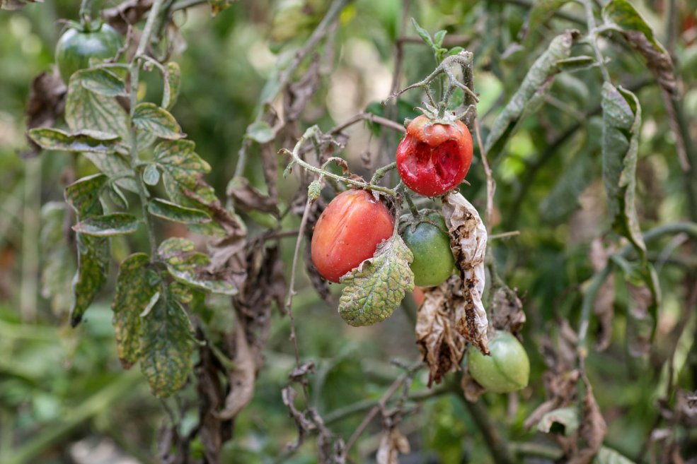 Tomatenkrankheiten vorbeugen