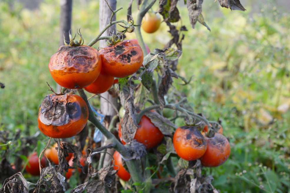 Tomaten schützen