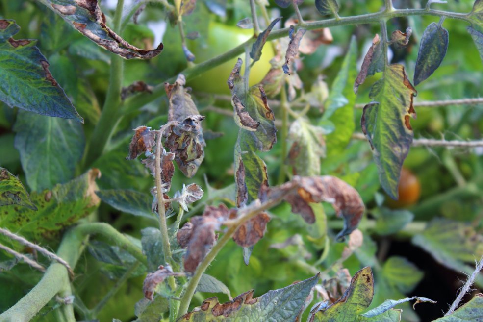 Krankheiten bei Tomaten