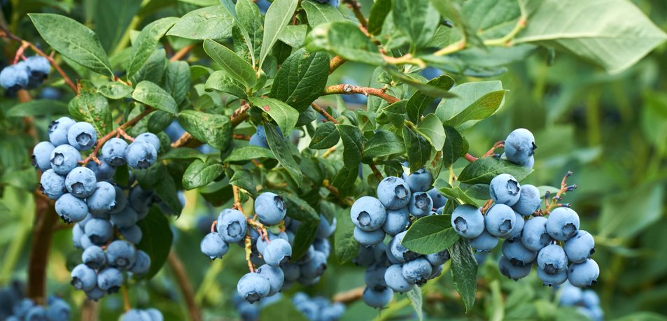 Heidelbeeren pflegen