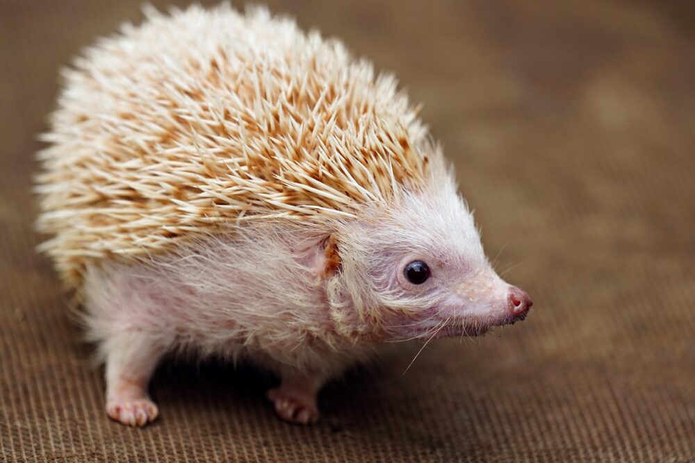 Albino Igel