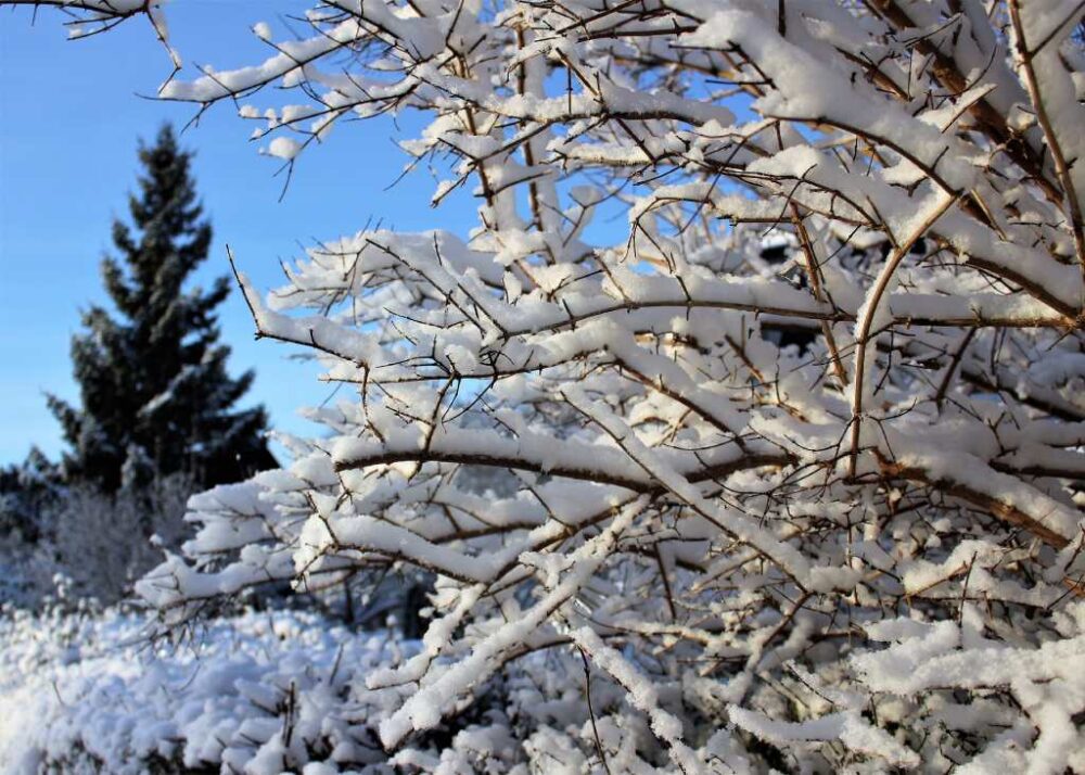 Schnee im Garten