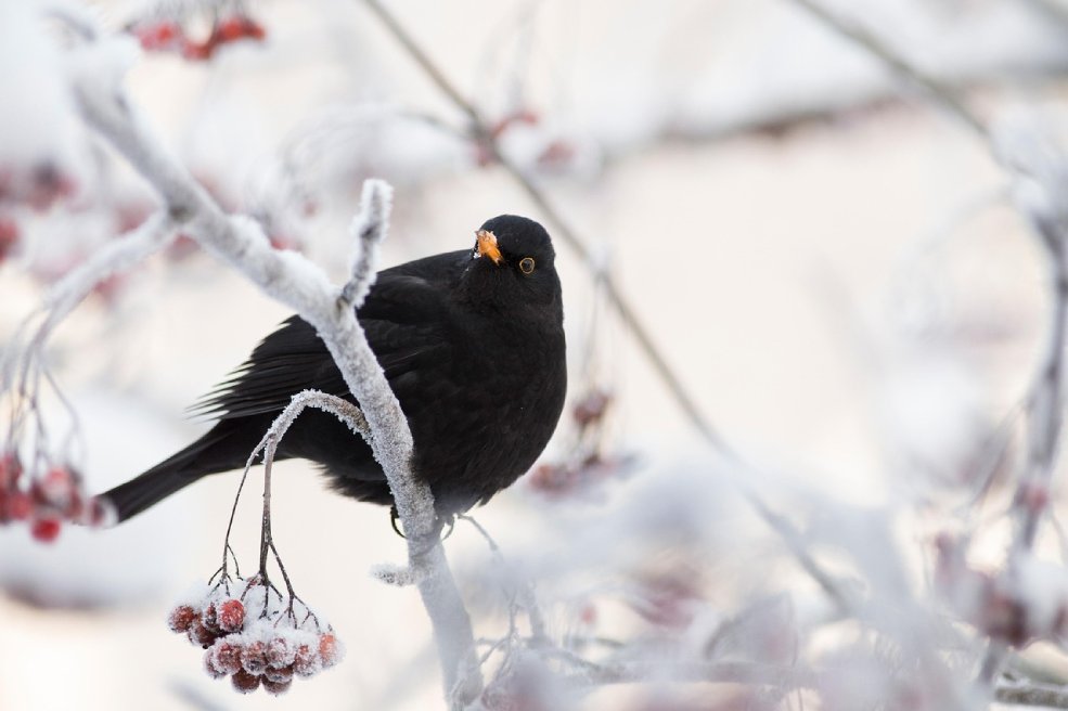 Vogel Frost