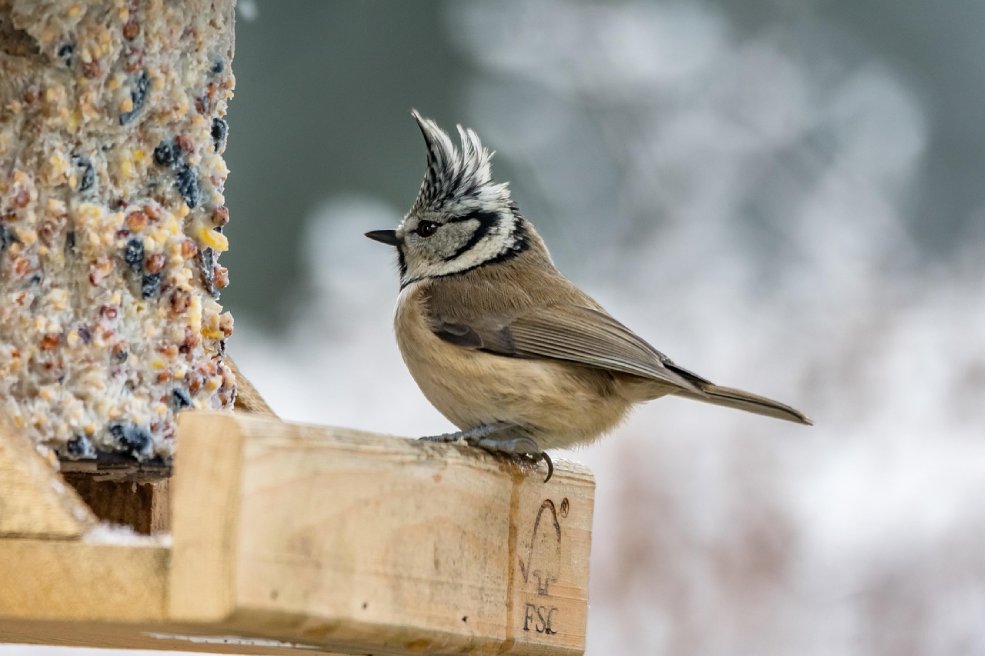 Wildvögel im Winter füttern