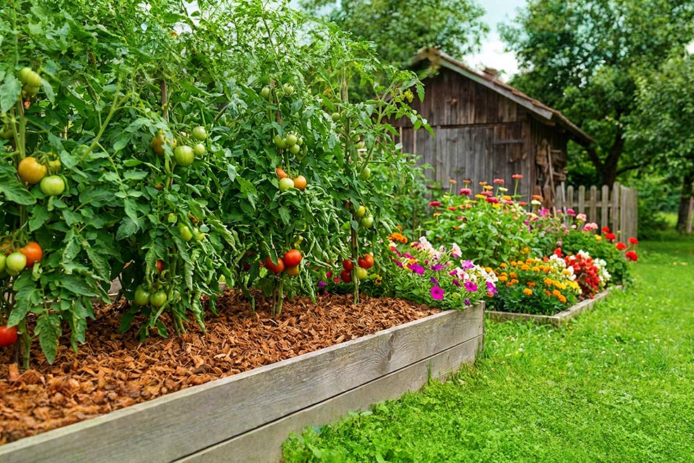 Kokosmulch Garteenbeet