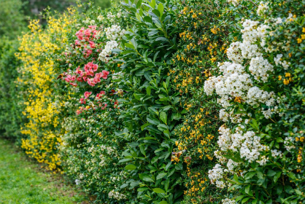 Hecke für Bienen