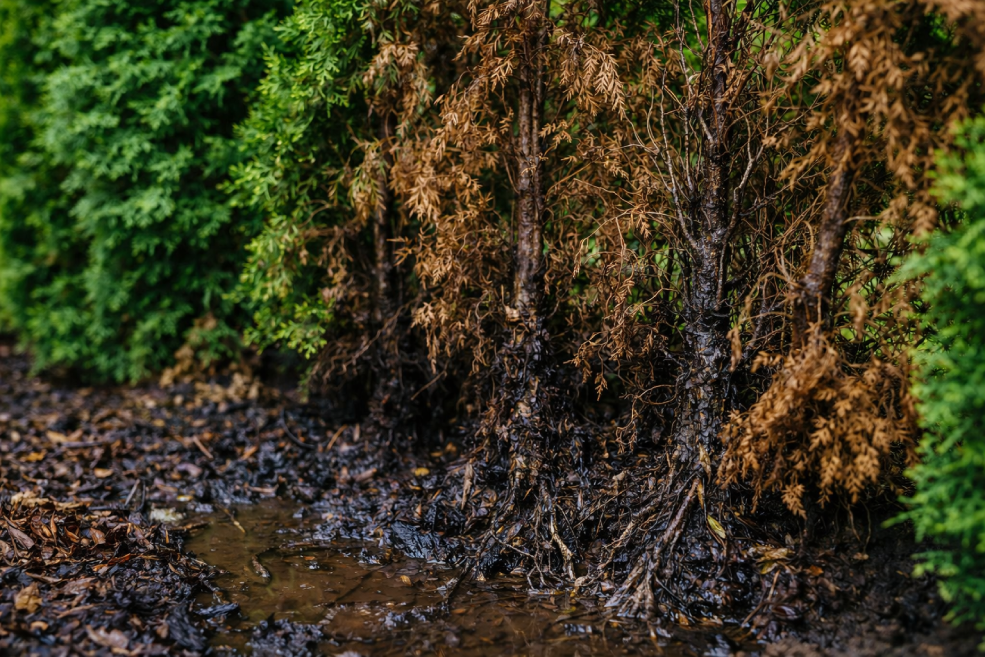 Wurzelfäule in Hecken