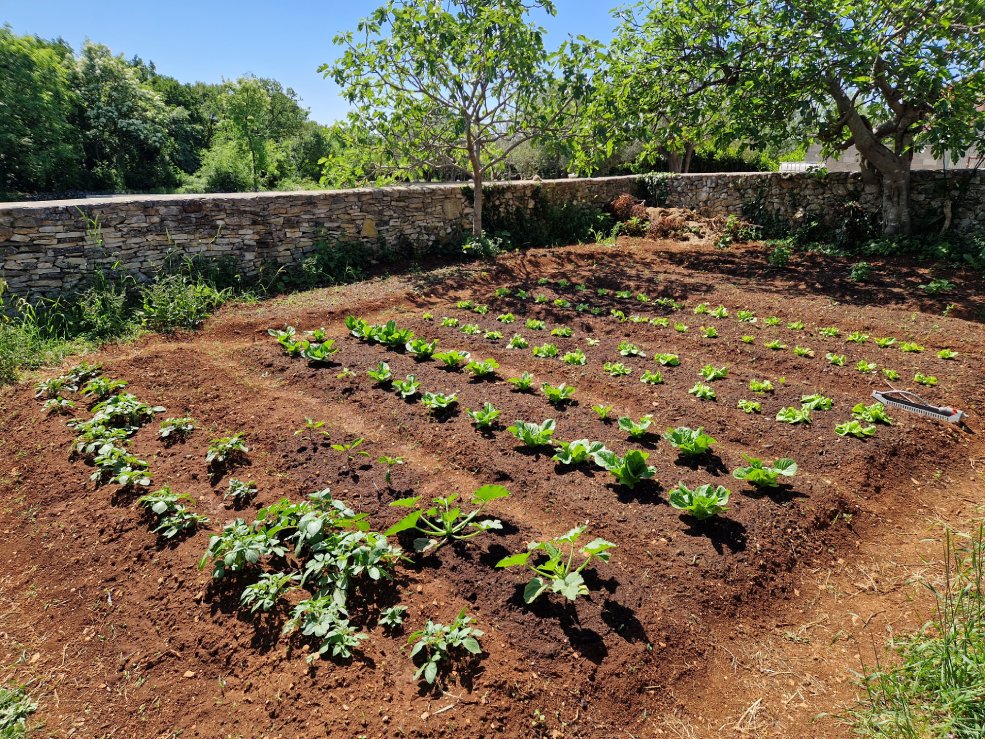 Gärtnern lernen: Warum der Garten die beste Schule ist